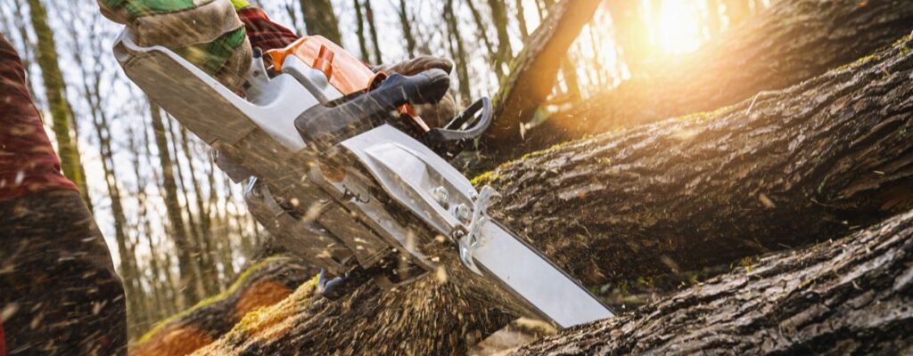 How to Find the Best Arborist Near Me