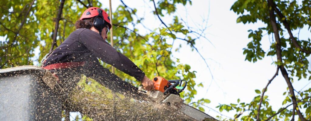 Best Tree Cutting Services in Melbourne