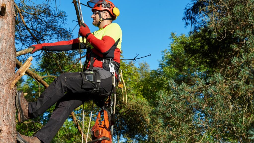 Hire an Arborist in Melbourne