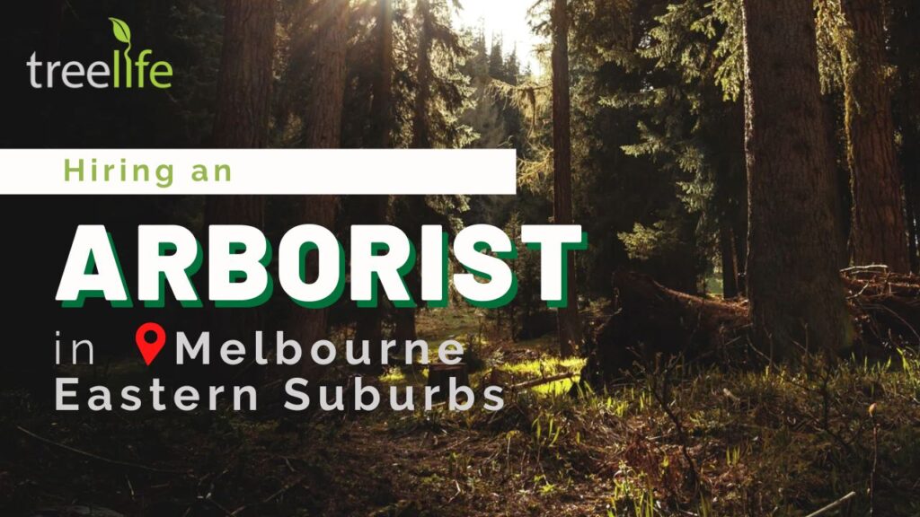 Hiring an Arborist in Melbourne Eastern Suburbs Tips and Advice