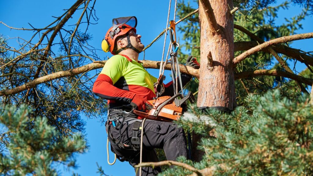 How to Find the Best Arborist Near Me