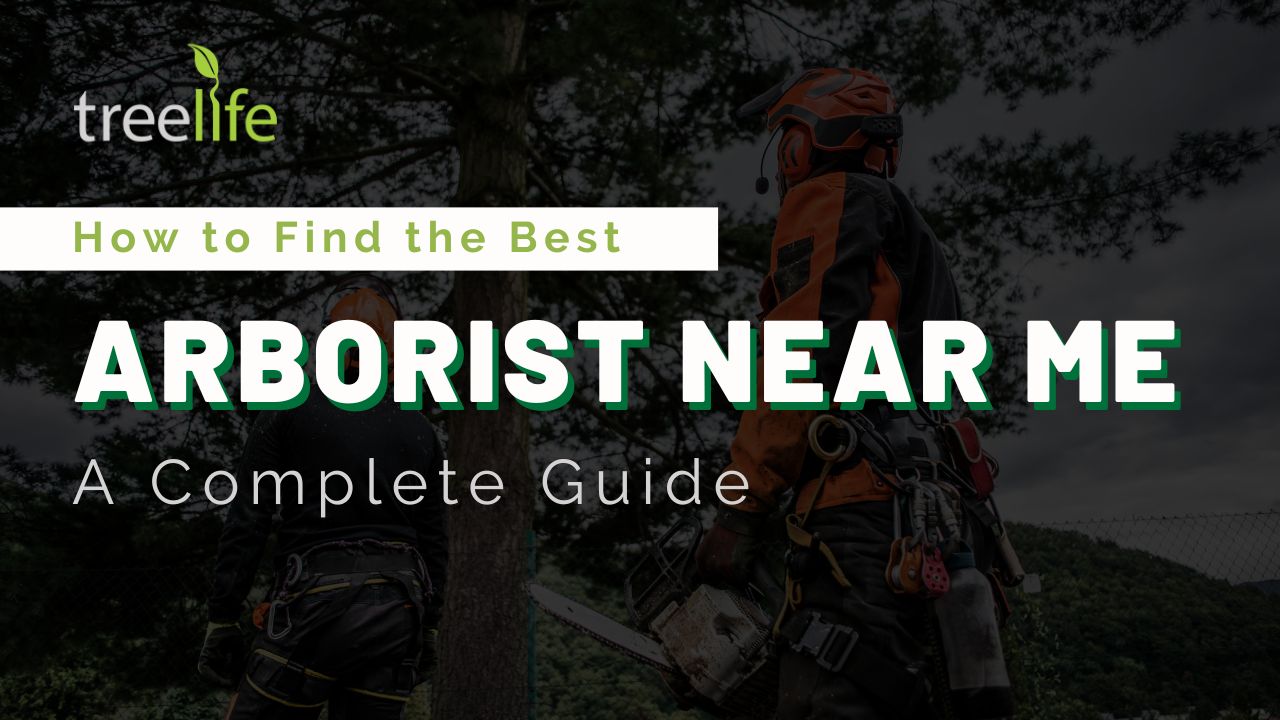 How to Find the Best Arborist Near Me