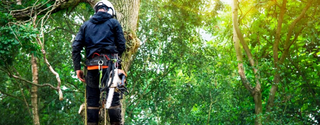 How to Hire an Arborist