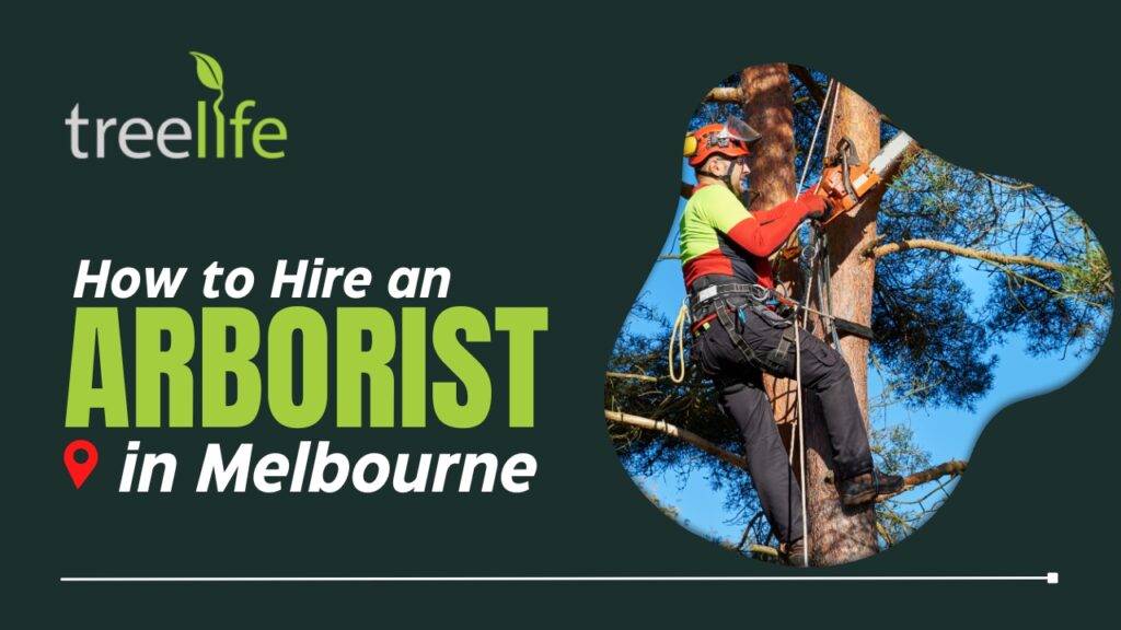 How to Hire an Arborist in Melbourne