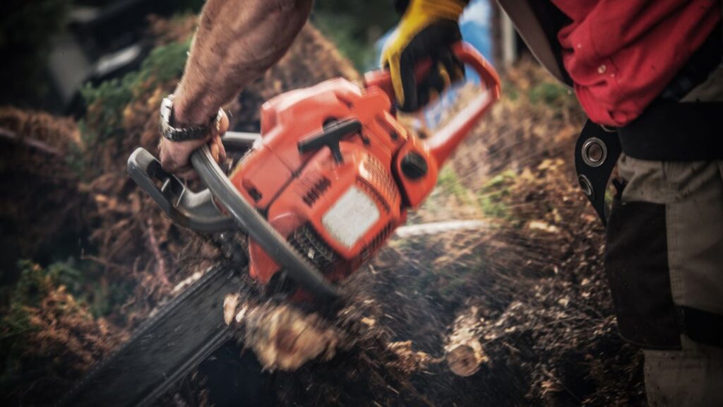 Large Tree Removal in Melbourne