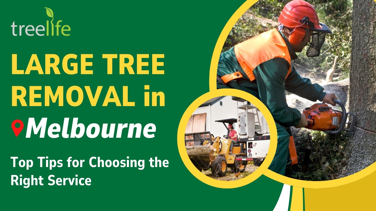 Large Tree Removal in Melbourne