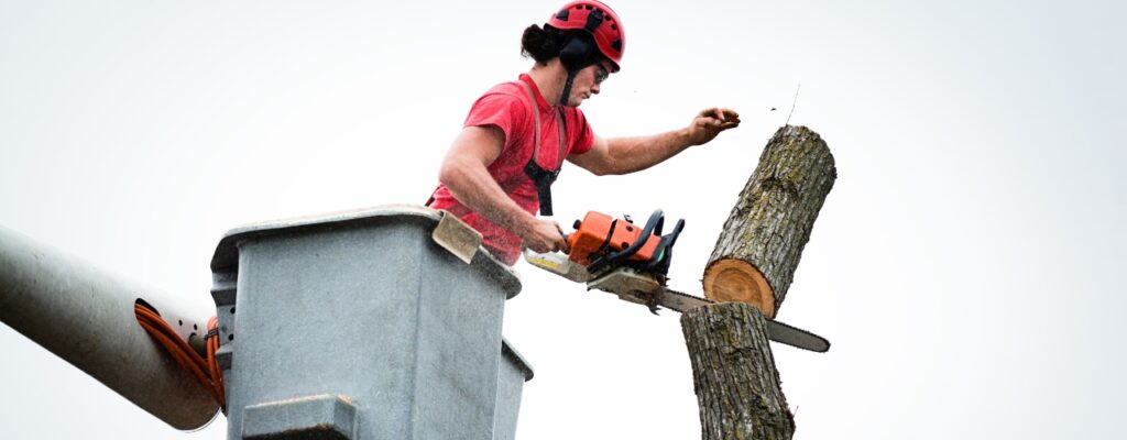 Large Tree Removal in Melbourne