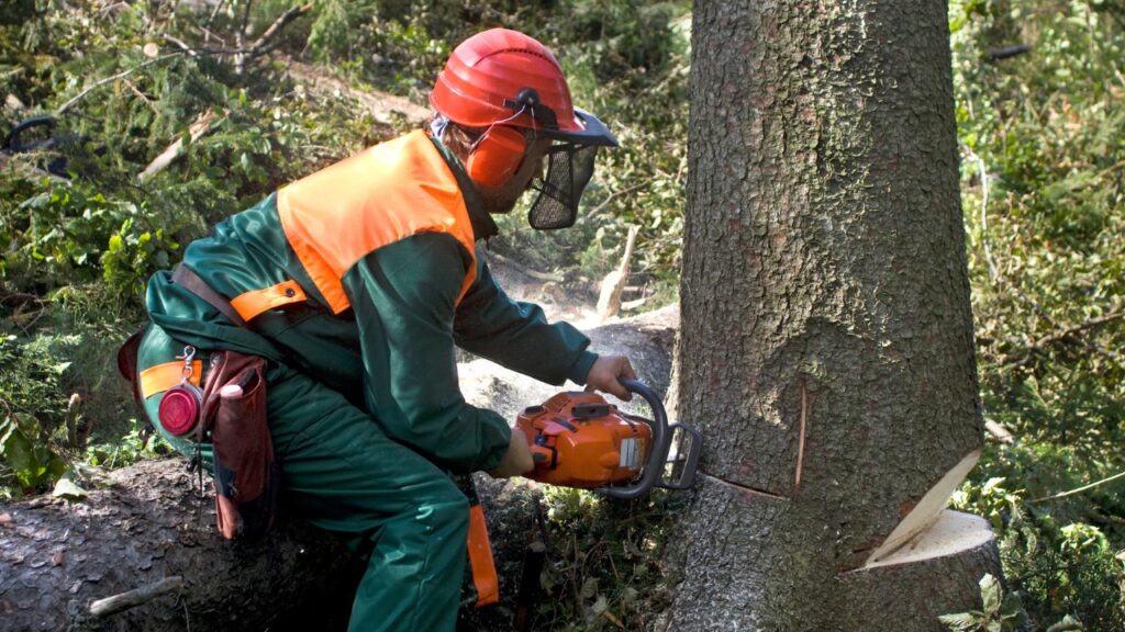 Tree Removal Service in Melbourne Eastern Suburbs