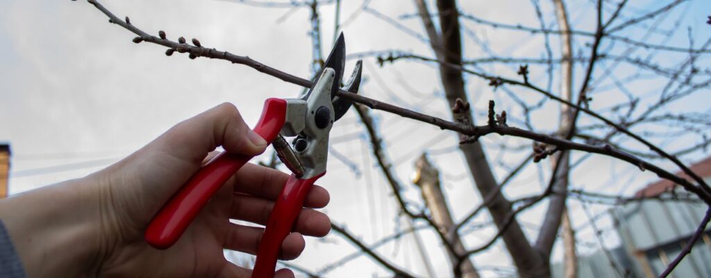 How to Choose the Right Arborist for Tree Pruning in Melbourne