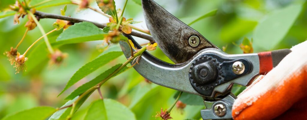 How to Choose the Right Arborist for Tree Pruning in Melbourne