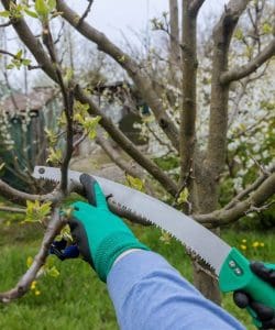 Tree Cutting Services | Professional Arborists | Treelife - Tree ...