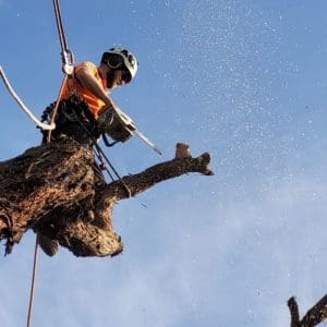 Tree Removal Melbourne | Treelife – Certified Arborists