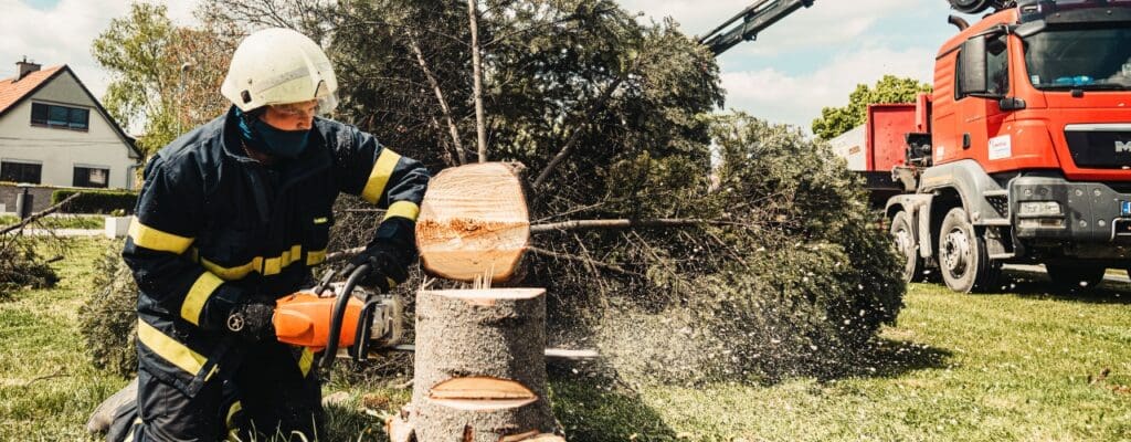 Tree Removal Service in Boronia