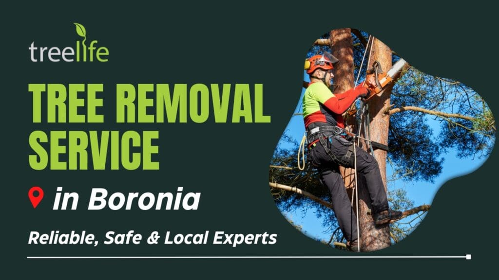 Tree Removal Service in Boronia