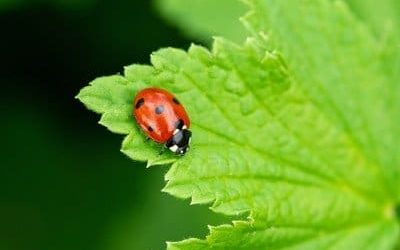 Elm-Leaf-Beetle-img2.jpg Elm-Leaf-Beetle-img2.jpg
