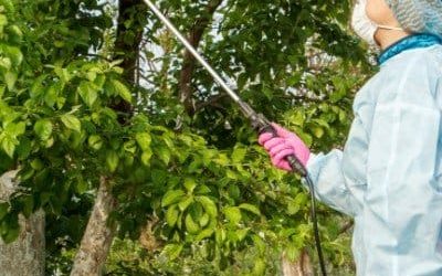 Tree-Canopy-Spraying.jpg Tree-Canopy-Spraying.jpg