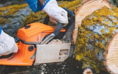 Tree-Cutting-Services.jpg Contact Treelife