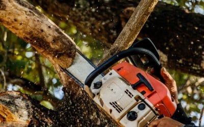 Tree-Lopping.jpg Tree Lopping