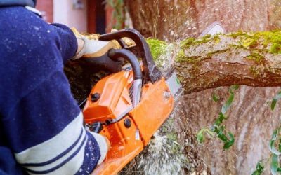 Tree-Removal-Melbourne.jpg Tree-Removal-Melbourne.jpg