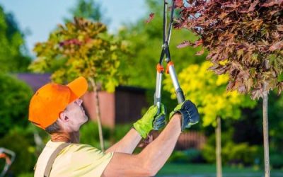 Tree-Trimming.jpg Tree Trimming